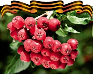 На территории Аллеи ветеранов сотрудники краевого Отделения ПФР высадили рябиновые кусты