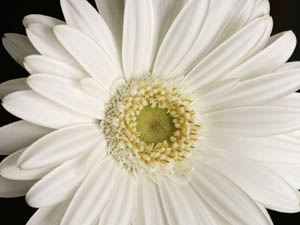 С праздником – всех женщин!