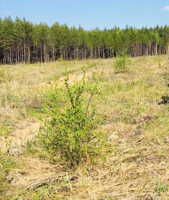 Специалисты Управления ПФР в г. Йошкар-Оле высадили более 5700 саженцев хвойных деревьев