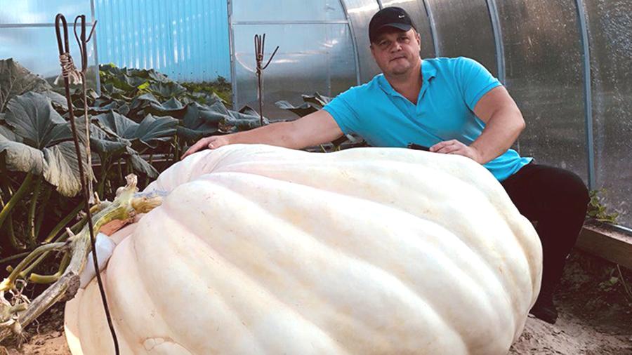 Прославленную московскими СМИ гигантскую тыкву Дусю из Луховиц вырастила семья сотрудника Пенсионного фонда 