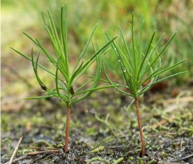 В Раменском сотрудники Управления ПФР №15 проверили, как поднимается их лес
