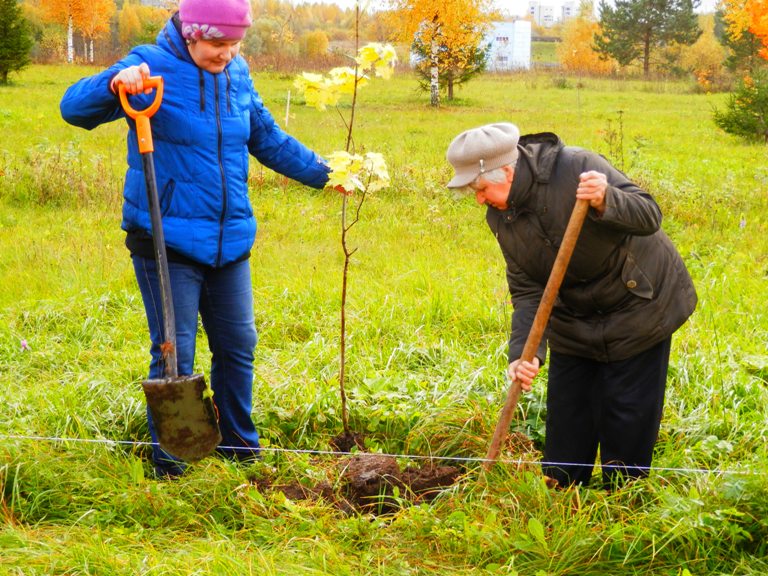 В Дедовичском районе сотрудники Управления ПФР высадили деревья