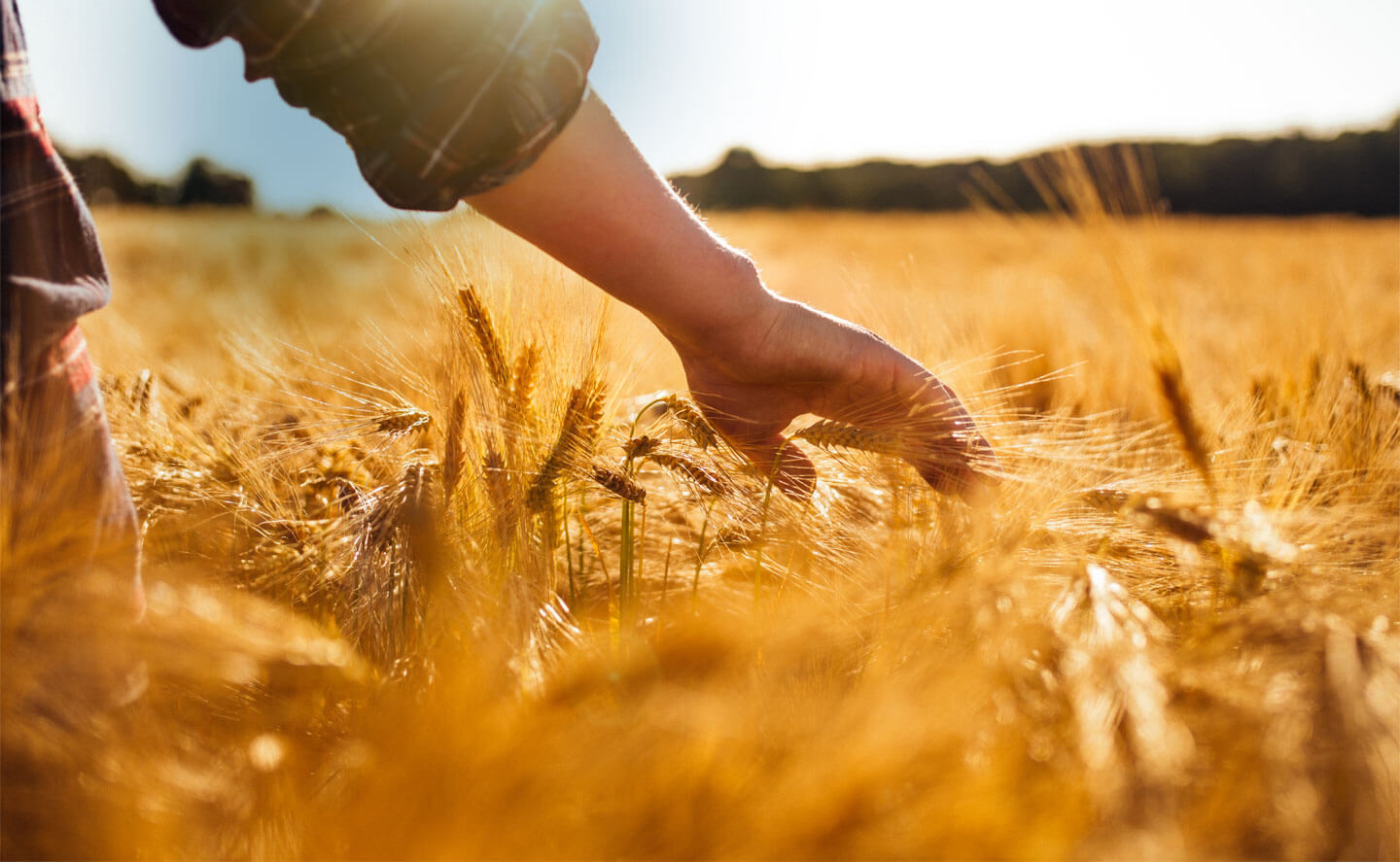 Работа пшеничное. Поле пшеницы. Пшеница и человек. Человек в поле. Колосья в руках.