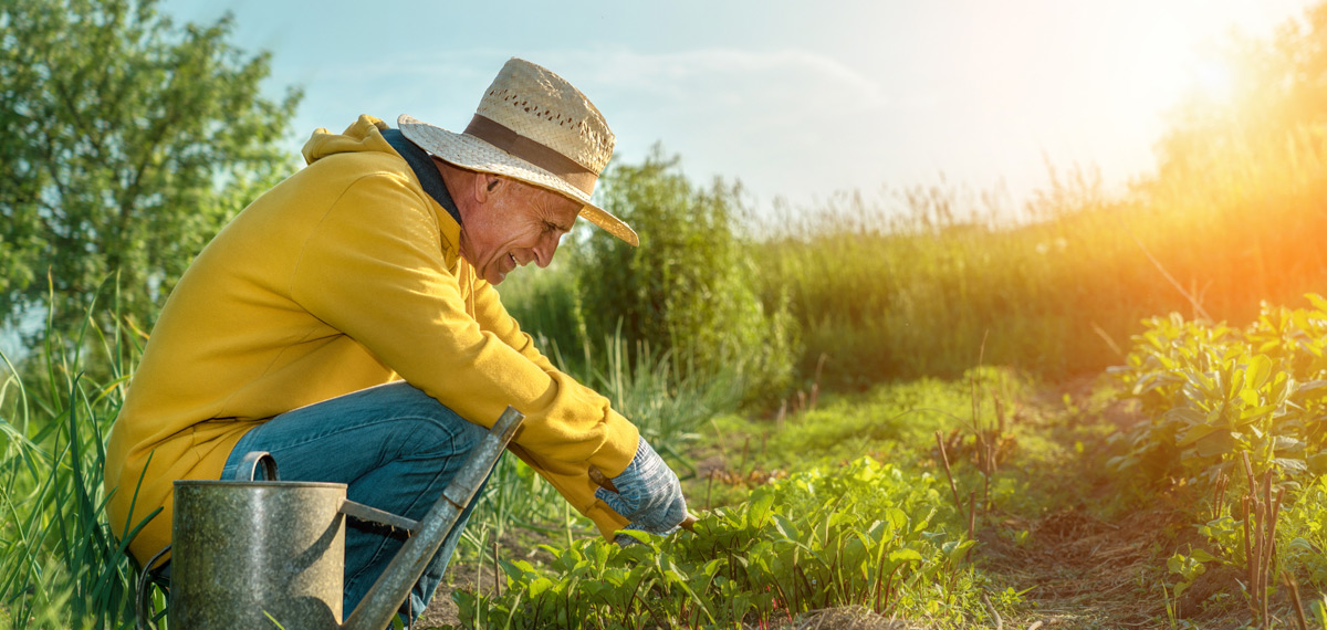 Более 786 тысяч россиян получают повышенную пенсию за работу в сельском хозяйстве